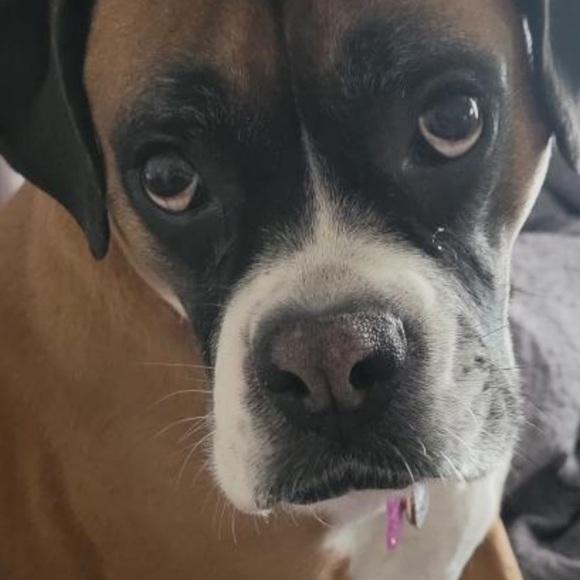 Meet your Posher, Kurstyn - Picture 1 of 1